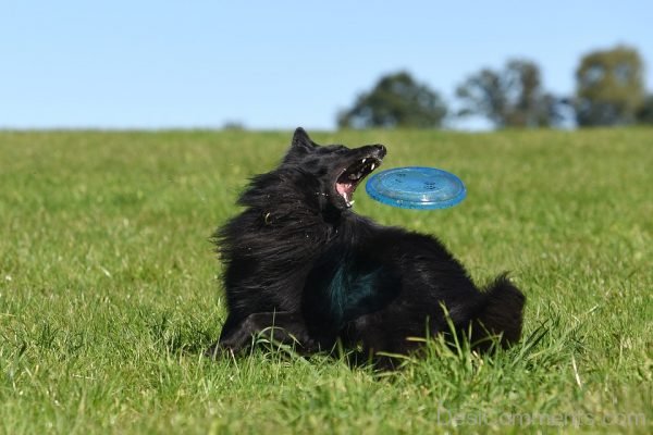 Black Balgian Shepherd Pet Image