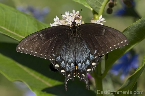 Black And Brown Butterfly