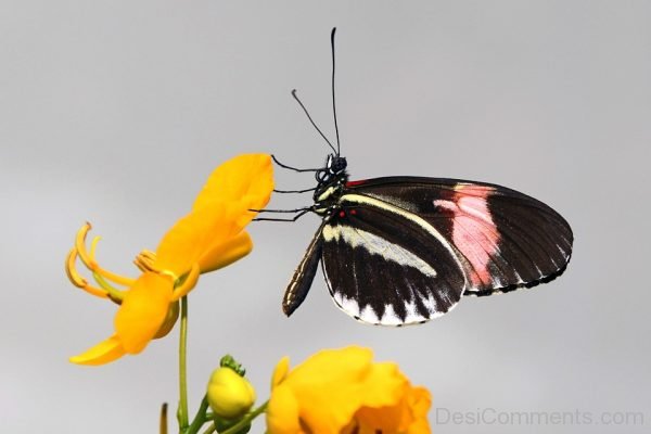 Black Butterfly