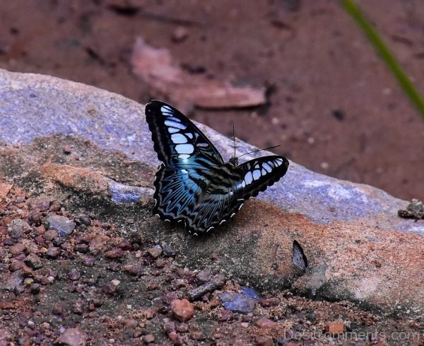 Black Butterfly Image