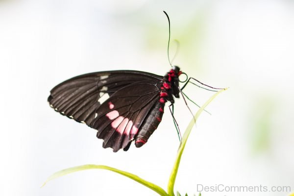 Black Butterfly Picture