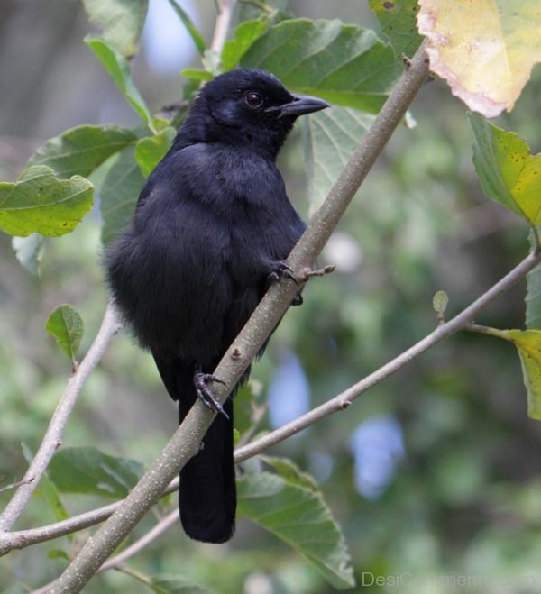 Black Cuckoo