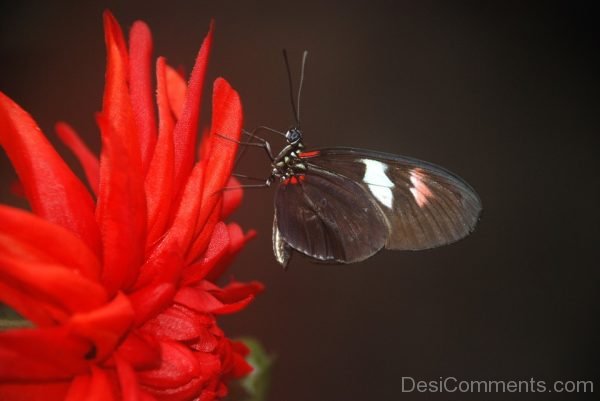 Black Papilio Butterfly Image