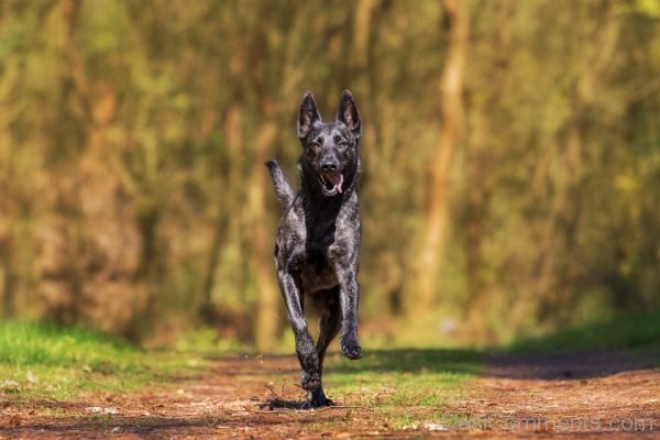 Black Pet Dog Image