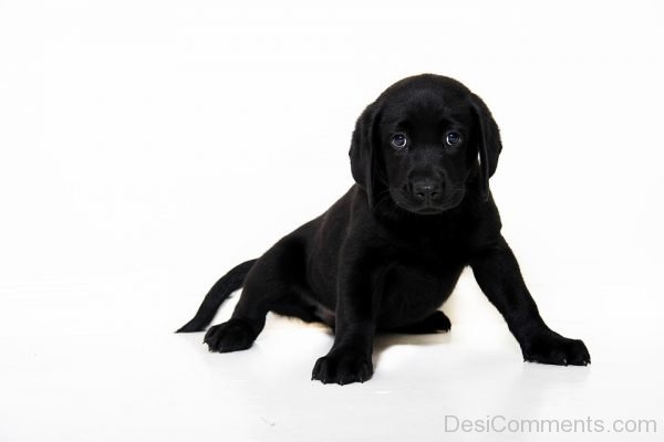 Black Puppy Dog Pet