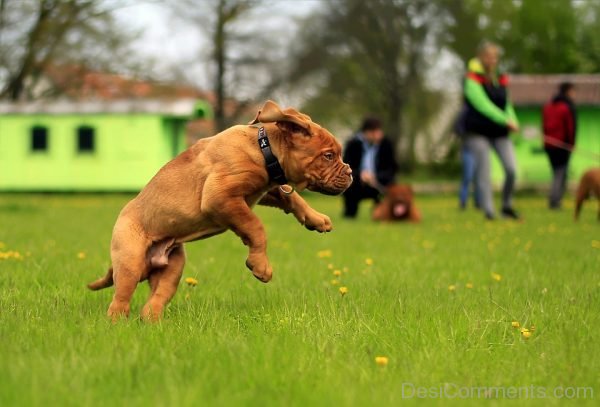 Bordeaux Dog Image