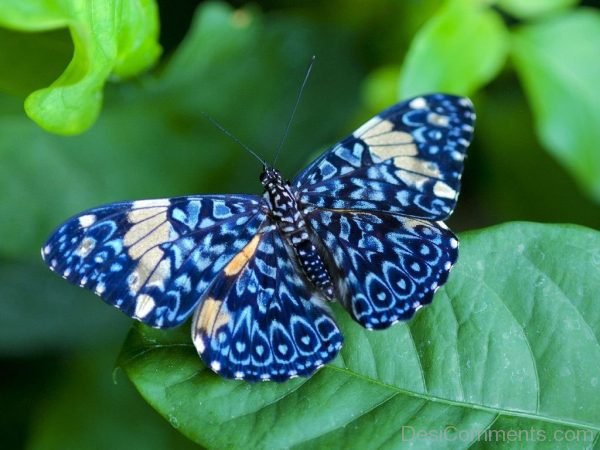 Brilliant Image Of Butterfly