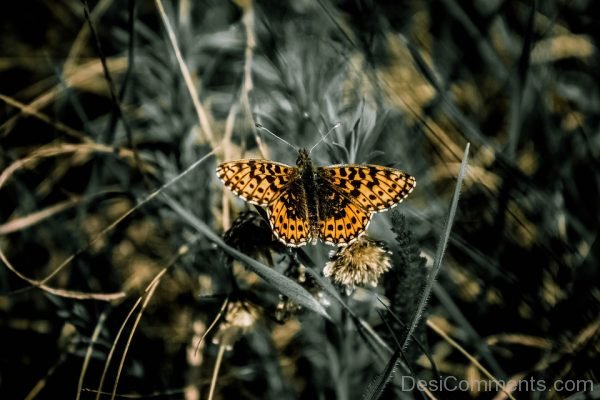 Attractive Picture Of Butterfly