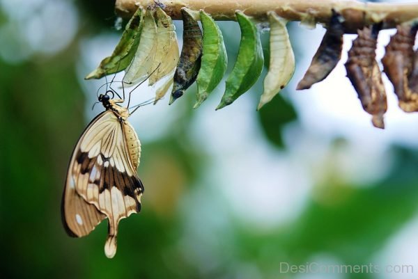 Brown And White Butterfly Pic