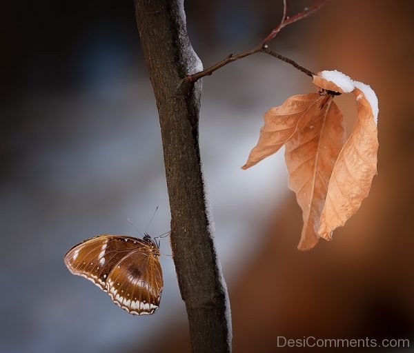 Brown Butterfly