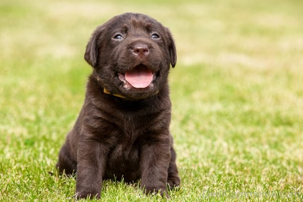 Brown Labra Dog Pet