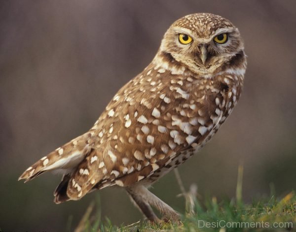 Burrowing Owl
