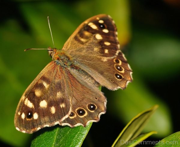 Butterfly Image