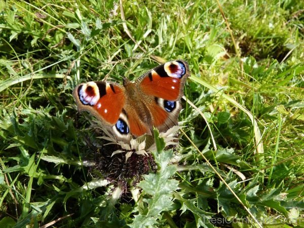 Butterfly On Grass