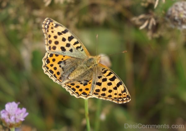 Leopard Skin Butterfly