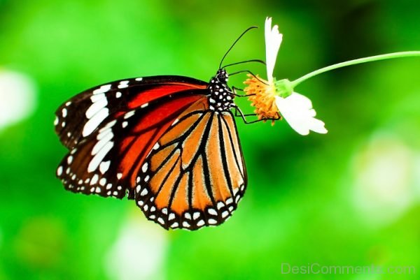 Butterfly Image