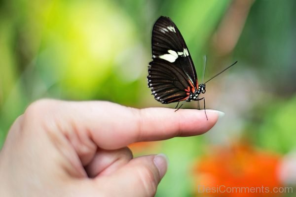 Butterfly On Finger