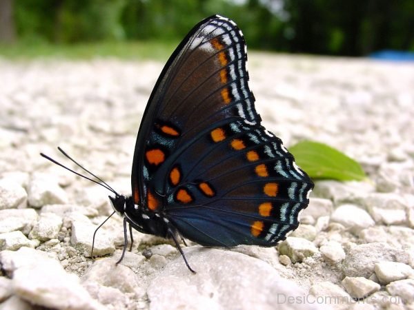 Butterfly On Rocks