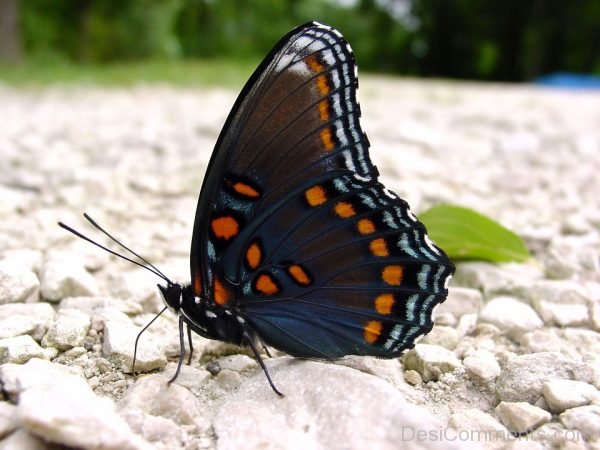 Butterfly On Snow