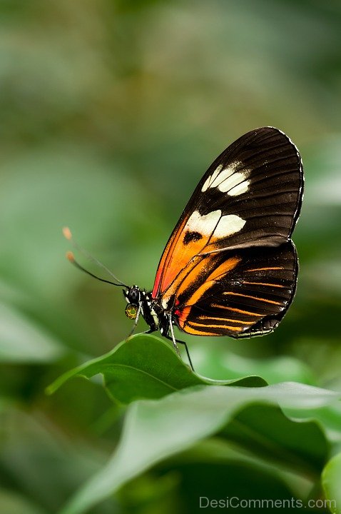 Orange And Black Butterfly