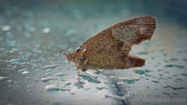Butterfly In Water