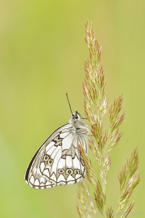 Butterfly Photo