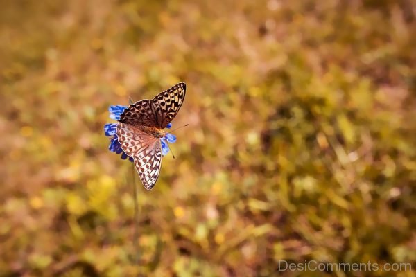 Butterfly Picture