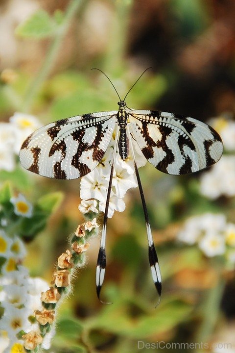 White And Black Wings Butterfly