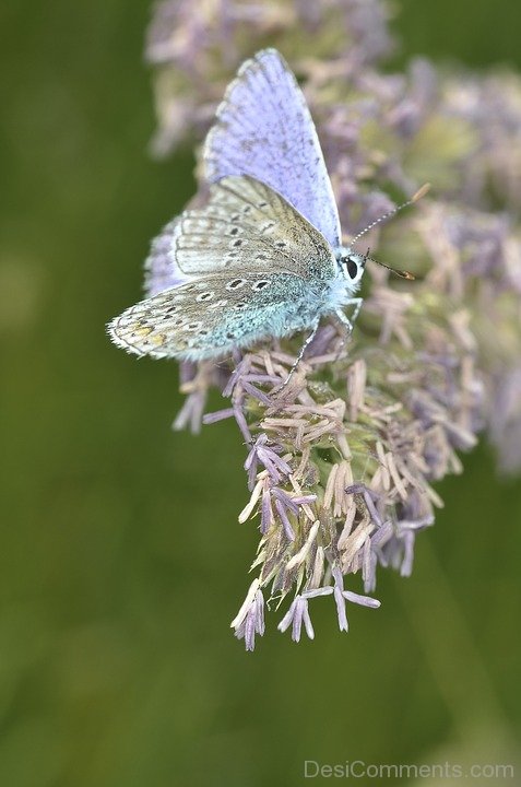 Butterfly Picture