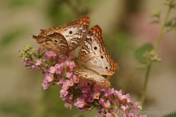 Butterfly Picture