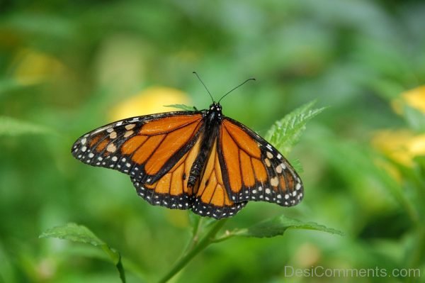 Orange And Black Butterfly