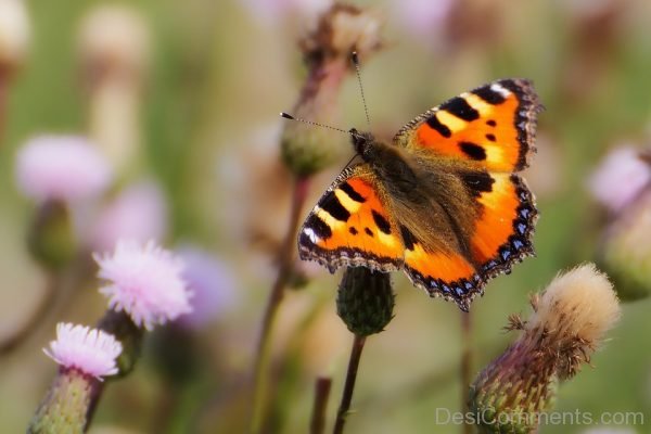 Butterfly Picture