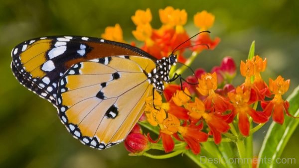 Butterfly Picture