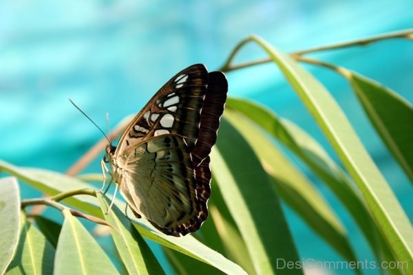 Butterfly Picture