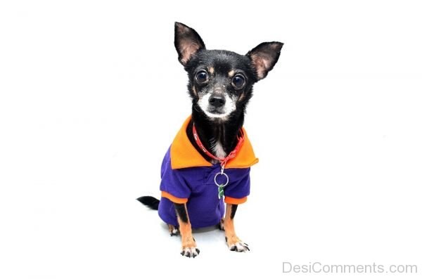 Chihuahua Dog Image