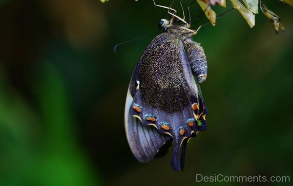 Cocoon Butterfly