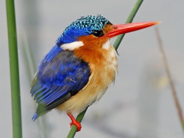 Colorful Bird