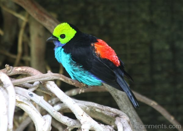 Colorful Passeriformes