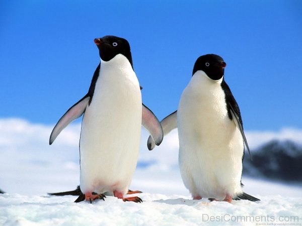 Companions Adelie Penguin