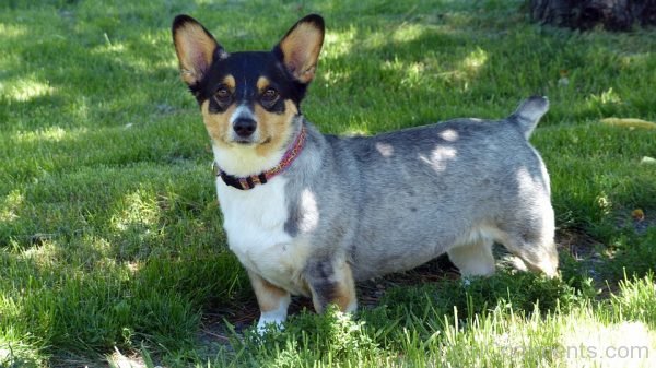 Corgi Dog Image