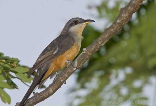 Cuckoo Bird Image