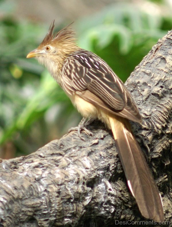 Guira Cuckoo