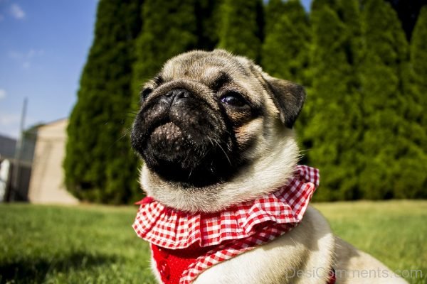 Cute Pug Dog Image