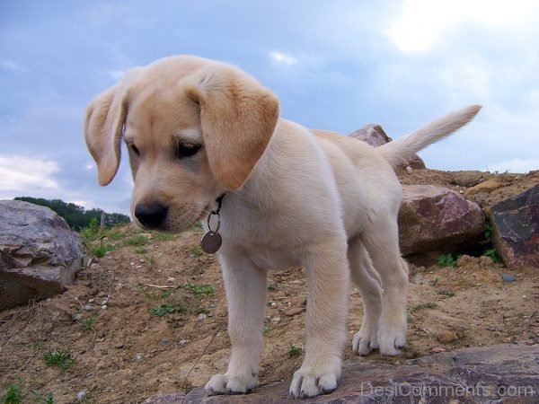 Cute Puppy Dog Pic