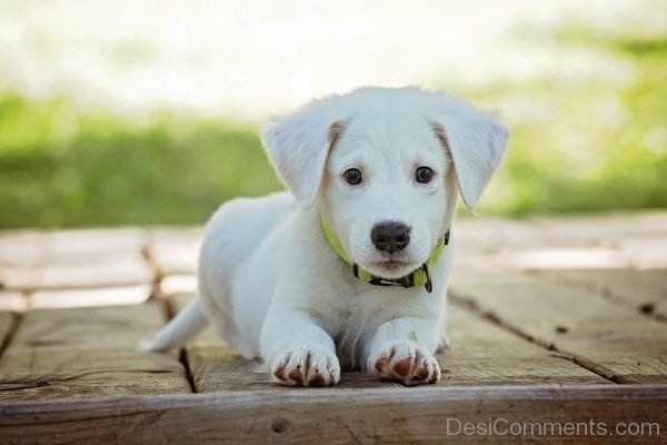 Cute White Puppy