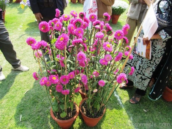 Delhi Flower Show 2016