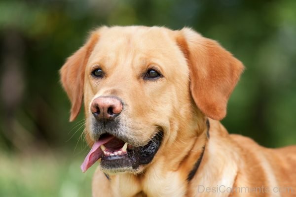 Dog Labrador Light Brown Image