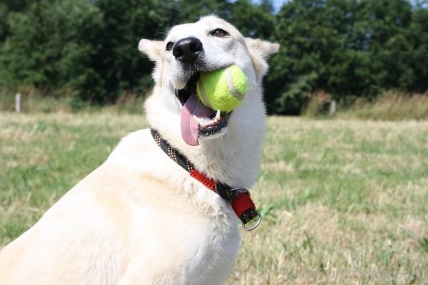 Dog Play Ball Image