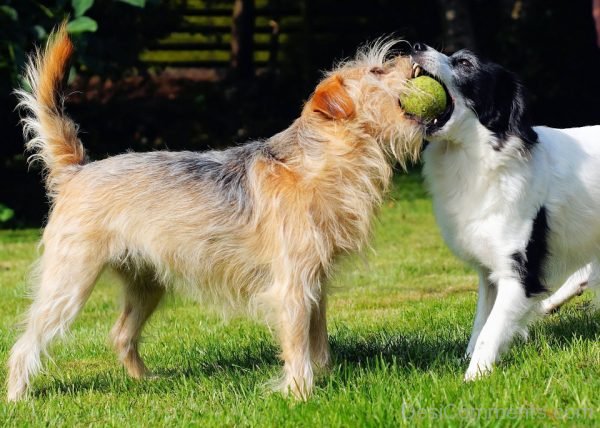 Dog Play Ball Pic