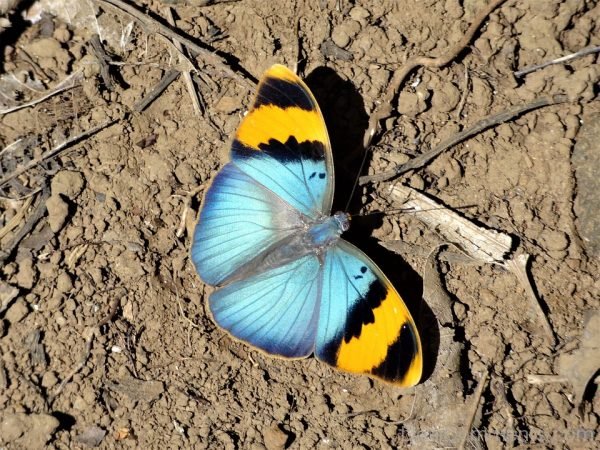 Excellent Image Of Butterfly